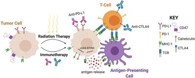 Immunotherapy Combined With Radiation Therapy for Genitourinary Malignancies